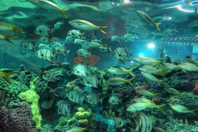 Ripley's Aquarium of Canada Opening