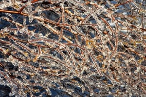 Tree branches frozen in ice
