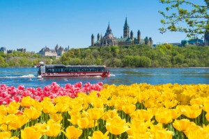 Ottawa Tulips Festival 