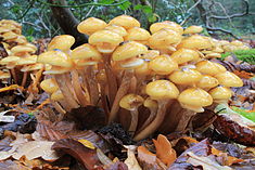Wikipedia-Armillaria_mellea,_Honey_Fungus,_UK_1