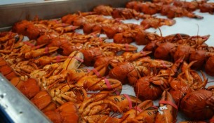 Lobsters NB