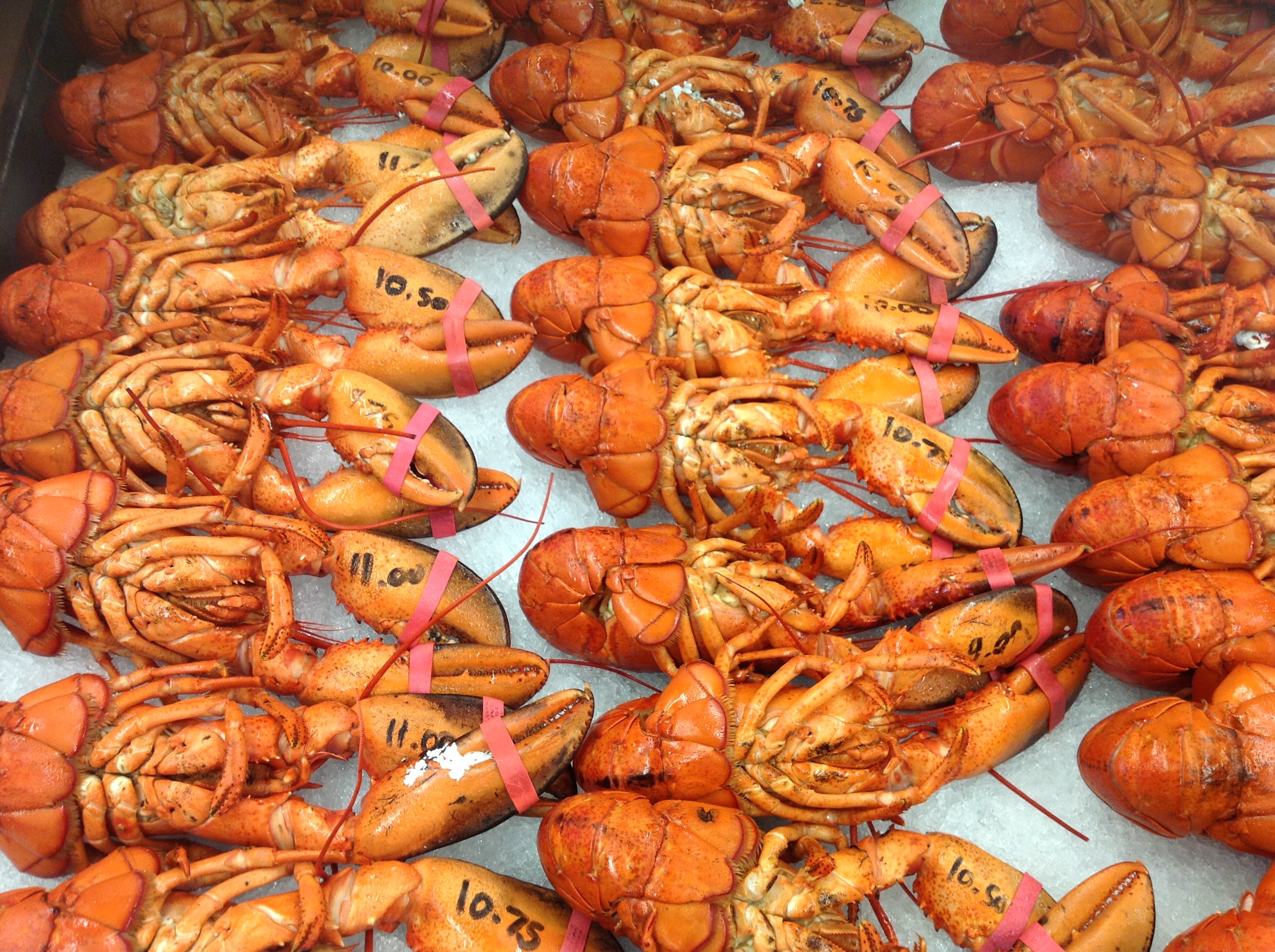 lobsters-in-nb