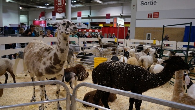 The Royal Agricultural Winter Fair in Toronto