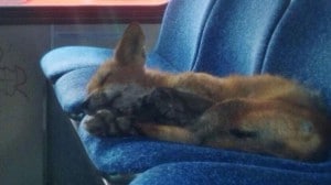 Fox-sleeping-ottawa-transpo-bus-2014